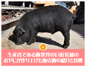 生産者である豚業界の巨匠佐藤のおやじが作り上げた販売豚の紹介と特徴
